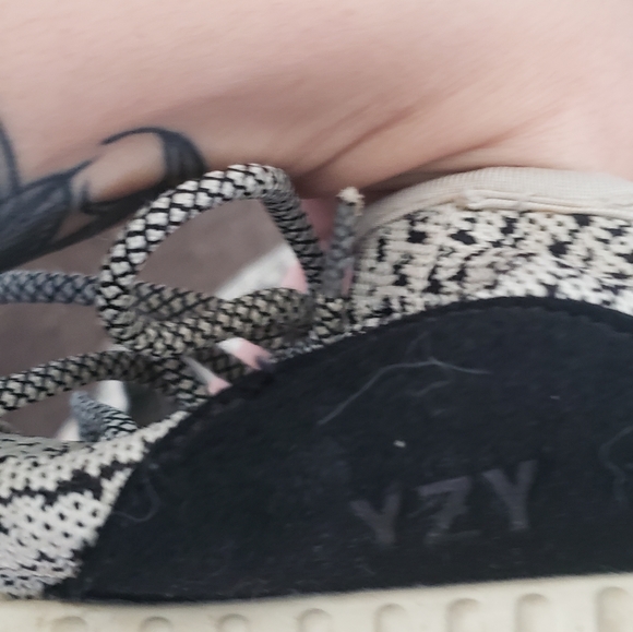 Turtle dove - Picture 6 of 6